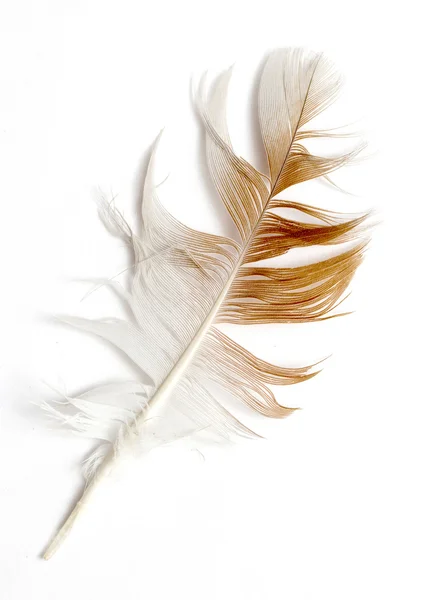 Bird feather — Stock Photo, Image