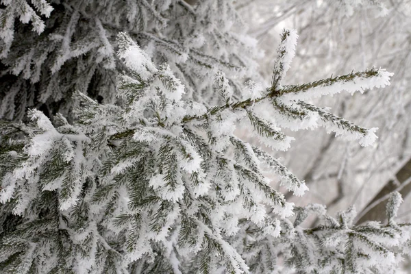 Natuur — Stockfoto