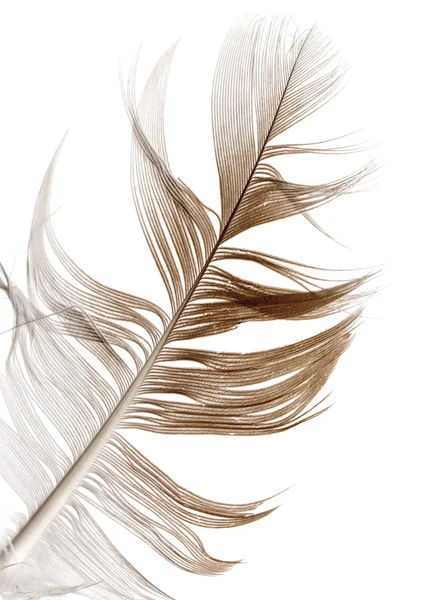 Птичье перо — стоковое фото