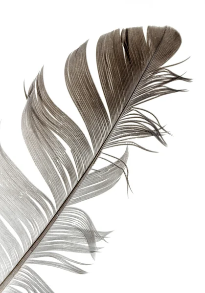 Bird feather — Stock Photo, Image