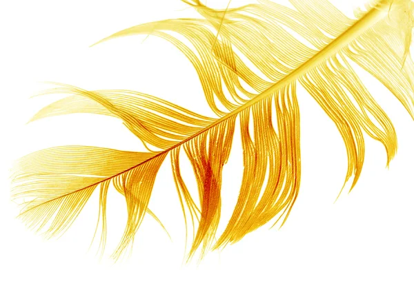 100,000 Gold feather Vector Images