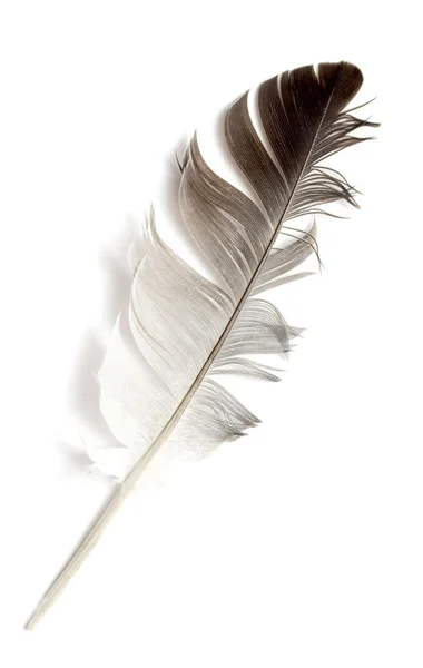 Bird feather — Stock Photo, Image