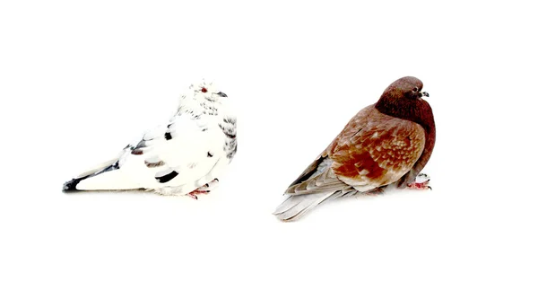 Group of pigeons on snow — Stock Photo, Image