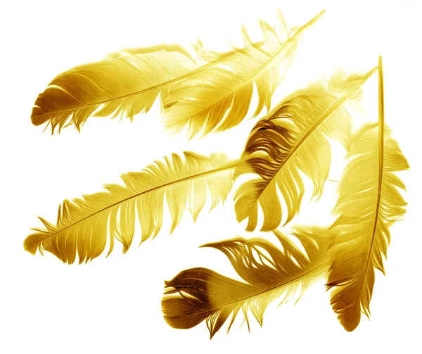 Bird feather — Stock Photo, Image