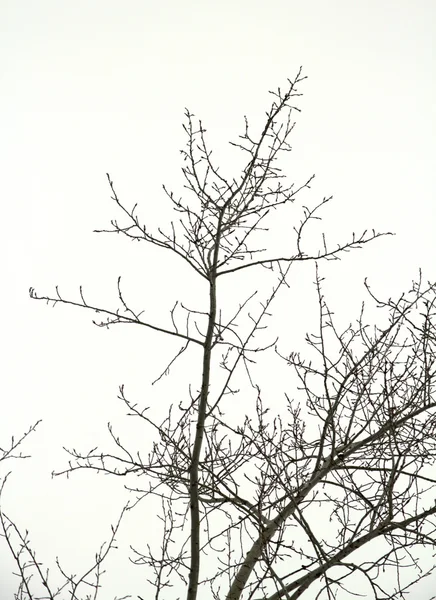 Naturaleza — Foto de Stock