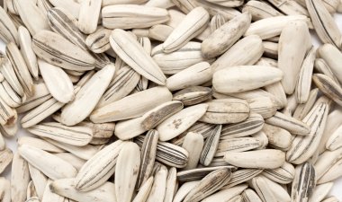 ayçiçeği tohumu kazık