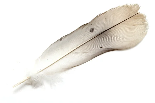 Na białym tle pióro ptak — Zdjęcie stockowe