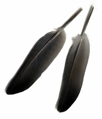 kuş tüyü izole