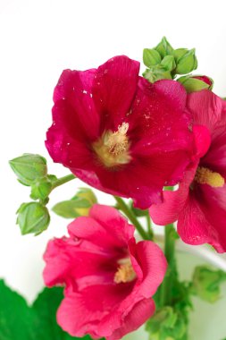 İzole yabani ebegümeci çiçekler