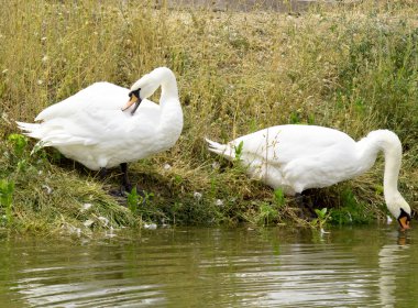 Nehirde beyaz kuğular