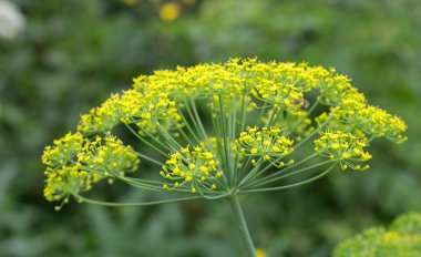 Yeşil çiçekli dereotu