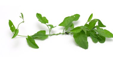 Yeşil sarmaşık izole