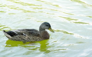 su üzerinde yaban ördeği