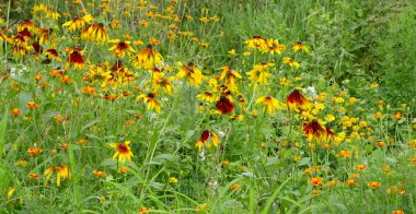 çayır çiçekli sonbahar