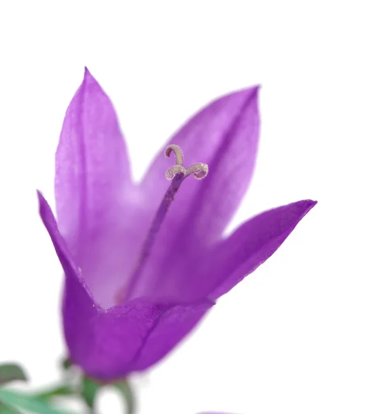 Mavi çan çiçeği — Stok fotoğraf