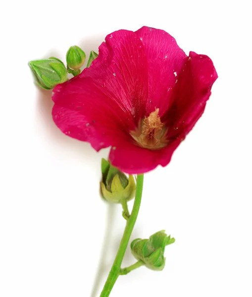 Wild mallow flower isolated — Stock Photo, Image