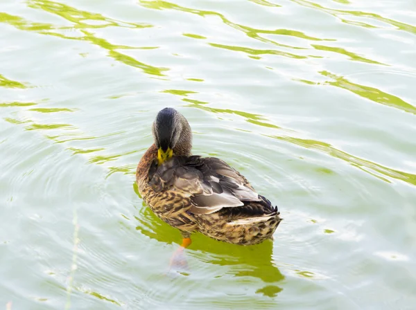 Wildenten auf dem Wasser — Stockfoto