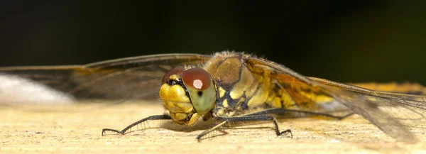 Libelleninsekt aus nächster Nähe — Stockfoto