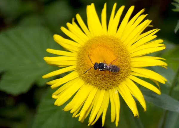 黄色の花に蜂 — ストック写真