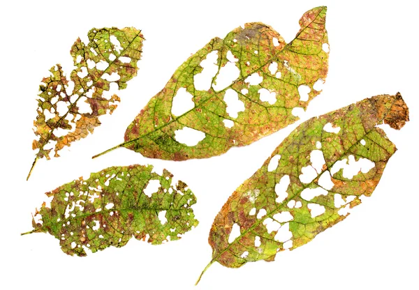 Leaves with holes, eaten by pests — Stock Photo, Image