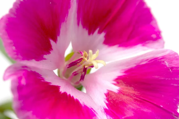 Roze bloem op een wit — Stockfoto
