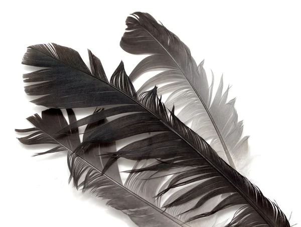 Bird feather isolated — Stock Photo, Image