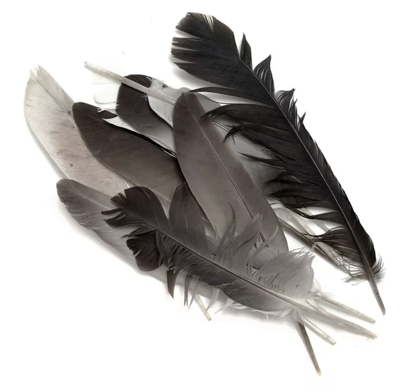 分離された鳥の羽 — ストック写真
