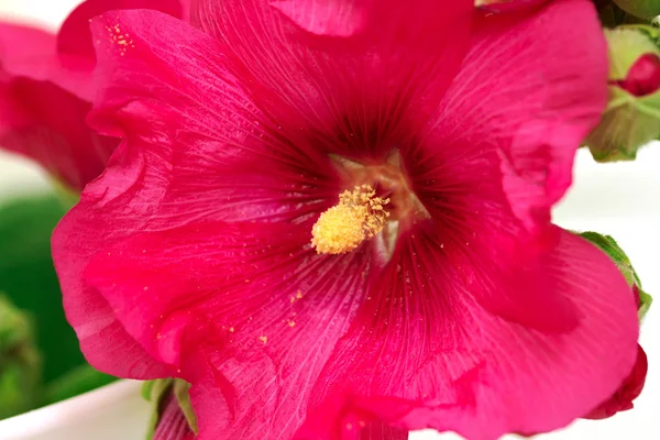 Vild Malva blomma isolerade — Stockfoto