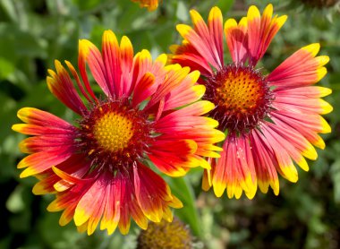 İki sonbahar çiçekler