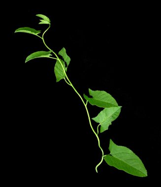 Bir siyah yeşil sarmaşık