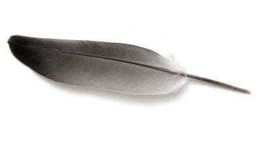 kuş tüyü izole