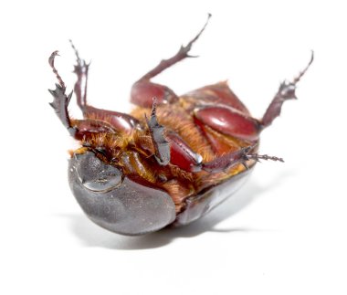 beyaz izole chafer