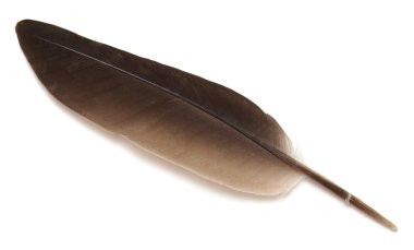 kuş tüyü izole