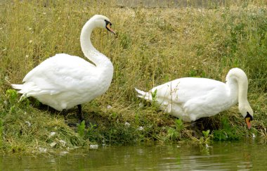 Nehirde beyaz kuğular