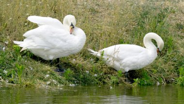 Nehirde beyaz kuğular