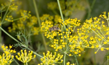 Yeşil çiçekli dereotu