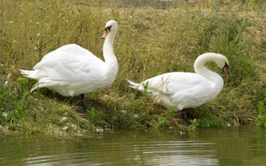 Nehirde beyaz kuğular