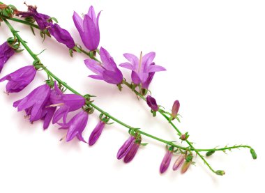 mavi çan çiçekleri