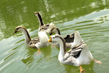 Suyun üstünde yabani kazlar