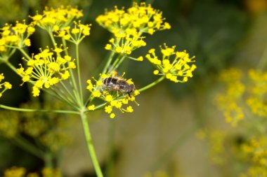 Çiçekli dereotu arıya