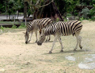 Doğa hayvanlarda Zebra