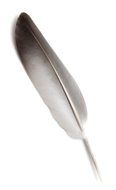 kuş tüyü izole