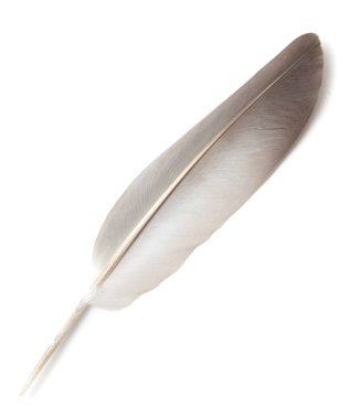 kuş tüyü izole