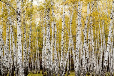 sonbahar huş ağacı orman