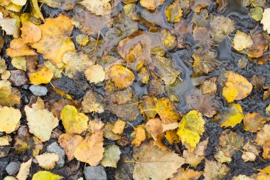 düşen sonbahar yaprakları