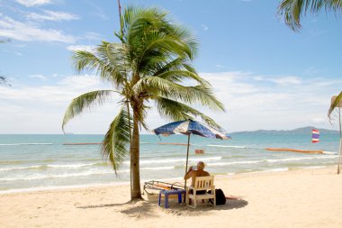 palmiye ağacı ile plaj