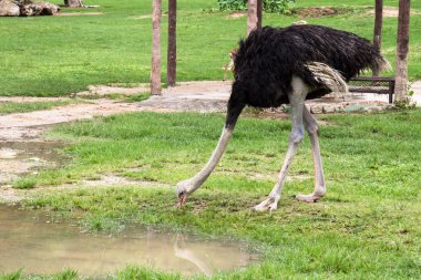 Hayvanat bahçesindeki büyük deve kuşu