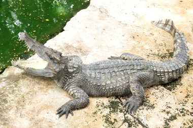 Büyük vahşi timsah