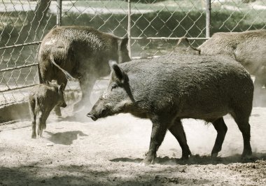 Wild boars in the mud clipart