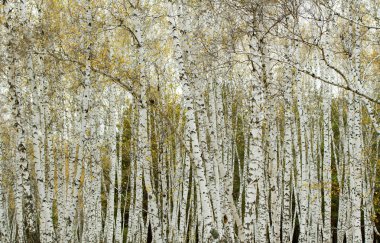 sonbahar huş ağacı orman